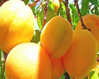 红丰杏能和猪蹄一起吃吗/同吃_红丰杏和猪蹄相克吗