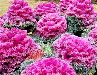 羽衣甘蓝能和紫菜一起吃吗_羽衣甘蓝和紫菜可以一起吃吗/同吃