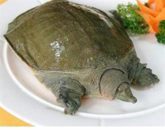 甲鱼能和黄鳝一起吃吗/同吃_甲鱼和黄鳝相克吗