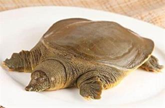 甲鱼能和冬笋一起吃吗/同吃_甲鱼和冬笋相克吗 甲鱼能和冬笋一起吃吗/同吃_甲鱼和冬笋相克吗