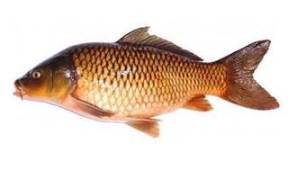 鲤鱼能和紫苏叶一起吃吗/同吃_鲤鱼和紫苏叶相克吗 鲤鱼能和紫苏叶一起吃吗/同吃_鲤鱼和紫苏叶相克吗