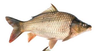 鲤鱼能和狗肉一起吃吗/同吃_鲤鱼和狗肉相克吗