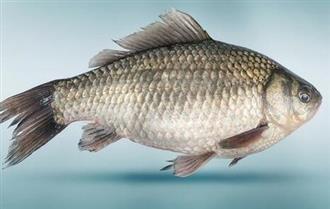 鲫鱼能和芥菜一起吃吗/同吃_鲫鱼和芥菜相克吗 鲫鱼能和芥菜一起吃吗/同吃_鲫鱼和芥菜相克吗