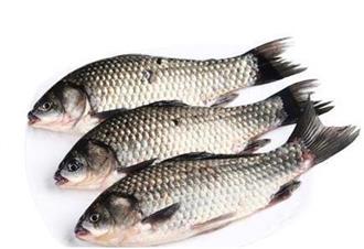 鲫鱼能和猪肉一起吃吗/同吃_鲫鱼和猪肉相克吗