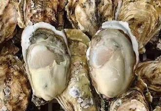 生蚝能和高粱米一起吃吗/同吃_生蚝和高粱米相克吗