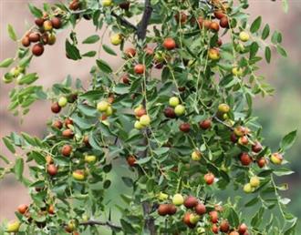 野酸枣能和牛奶一起吃吗/同吃_野酸枣和牛奶相克吗