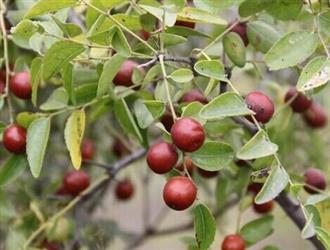 山枣能和螃蟹一起吃吗/同吃_山枣和螃蟹相克吗 山枣能和螃蟹一起吃吗/同吃_山枣和螃蟹相克吗