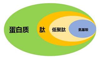 低聚肽保健时代全面到来