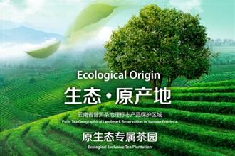 帝泊洱：走向世界的中国普洱