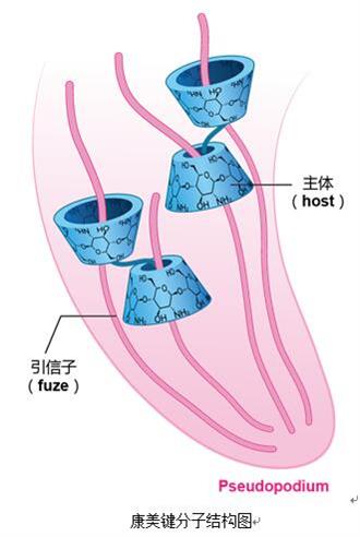 免疫调节剂的春天——康美键