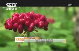 央视《纪录东方》解读中药现代化产物人参皂苷Rh2的独特功效
