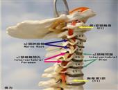 脊髓型颈椎病的表现有哪些