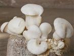 白灵菇能和青豆一起吃吗_白灵菇和青豆可以一起吃吗/同吃