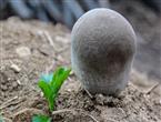 牛眼睛菌