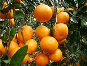 预防小孩子视力下降要多吃柑橘