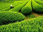 茶叶能和土伏苓一起吃吗/同吃_茶叶和土伏苓相克吗