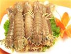 濑尿虾能和乌鸡一起吃吗/同吃_濑尿虾和乌鸡相克吗