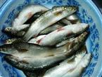 香梭鱼