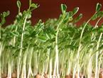 豆芽能和榨菜一起吃吗_豆芽和榨菜可以一起吃吗/同吃