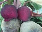 紫菜头