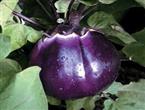 紫圆茄