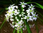韭菜花能和蒜薹一起吃吗/同吃_韭菜花和蒜薹相克吗