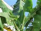 芭蕉叶