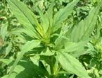 败酱