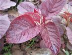 红叶苋菜