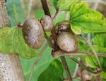 山药豆能和芡实一起吃吗_山药豆和芡实能一起吃吗/同吃