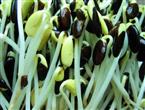 黑豆豆芽