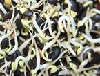 黑豆豆芽能和黑芝麻一起吃吗_黑豆豆芽和黑芝麻可以一起吃吗/同吃