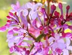 丁香花