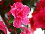 杜鹃花