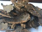 玄参能和红枣一起吃吗/同吃_玄参和红枣相克吗