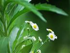 野菊花能和芹菜一起吃吗/同吃_野菊花和芹菜相克吗