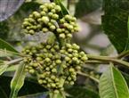 吴茱萸能和生蚝一起吃吗/同吃_吴茱萸和生蚝相克吗