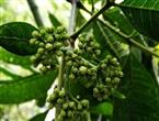 吴茱萸能和牡蛎一起吃吗/同吃_吴茱萸和牡蛎相克吗