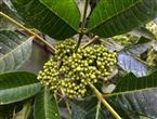 吴茱萸能和海蜊子一起吃吗/同吃_吴茱萸和海蜊子相克吗