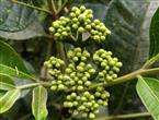 吴茱萸能和蚝豉一起吃吗/同吃_吴茱萸和蚝豉相克吗