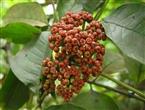 吴茱萸能和海蛎一起吃吗/同吃_吴茱萸和海蛎相克吗