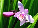 白芨