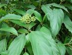 茜草