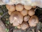 蘑菰蕈