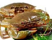 金秋吃螃蟹 六个方法选择好螃蟹