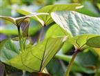 番薯叶能和鸡蛋一起吃吗/同吃_番薯叶和鸡蛋相克吗
