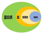 低聚肽保健时代全面到来