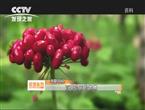 央视《纪录东方》解读中药现代化产物人参皂苷Rh2的独特功效