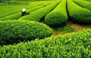 绿茶保健,有助延缓衰老