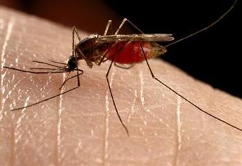 蚊虫叮咬不传播艾滋病？